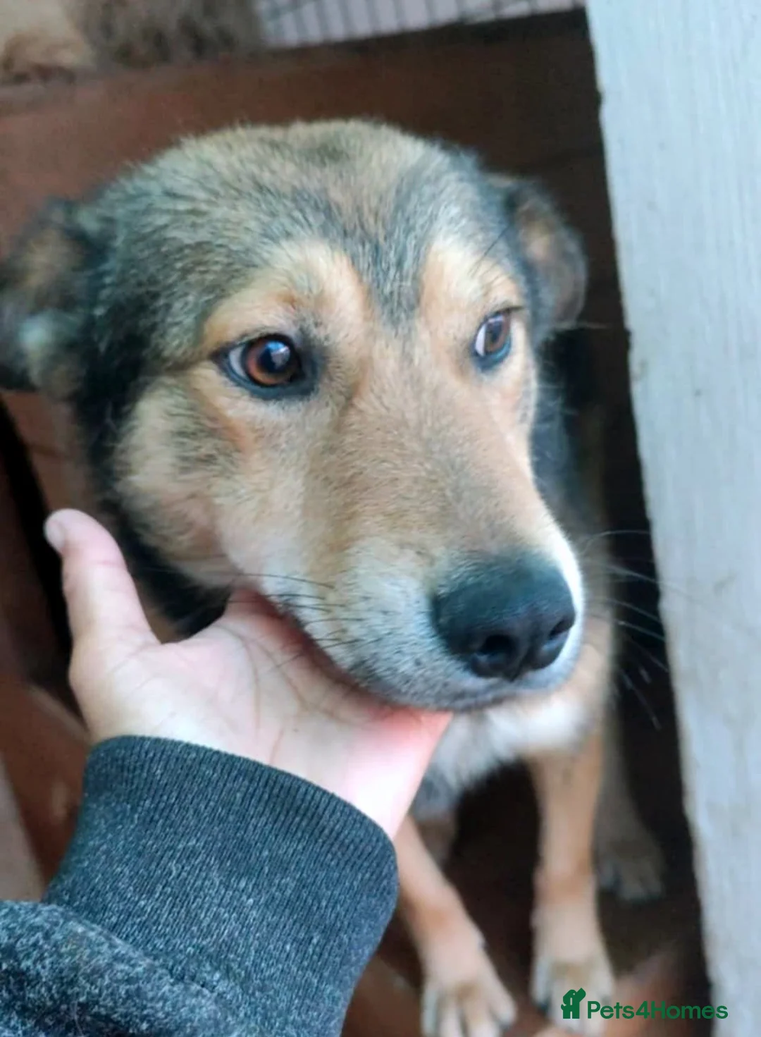 Mixed Breed dogs for adoption: 🐾 Meet Boaz. You’re going to love him 🤍🐾 - Advert 4