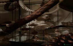 Rat rodents for sale: three girls for adoption - Image 2