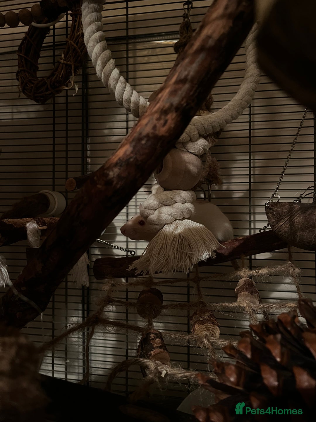 Rat rodents for sale: three girls for adoption - Image 2