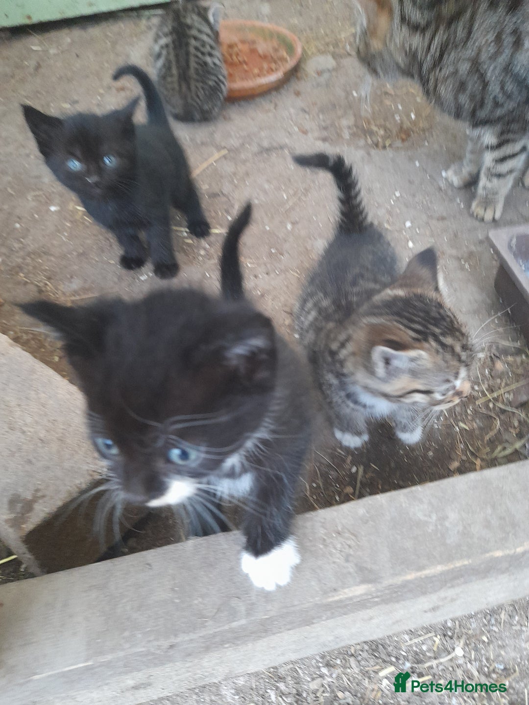 Aegean cats for sale: Agean x Kittens for sale - Image 2