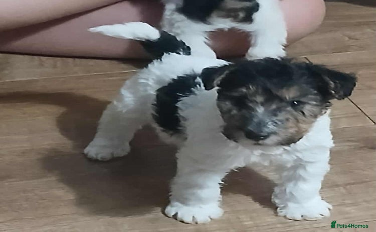Fox Terrier dogs - Advert 1