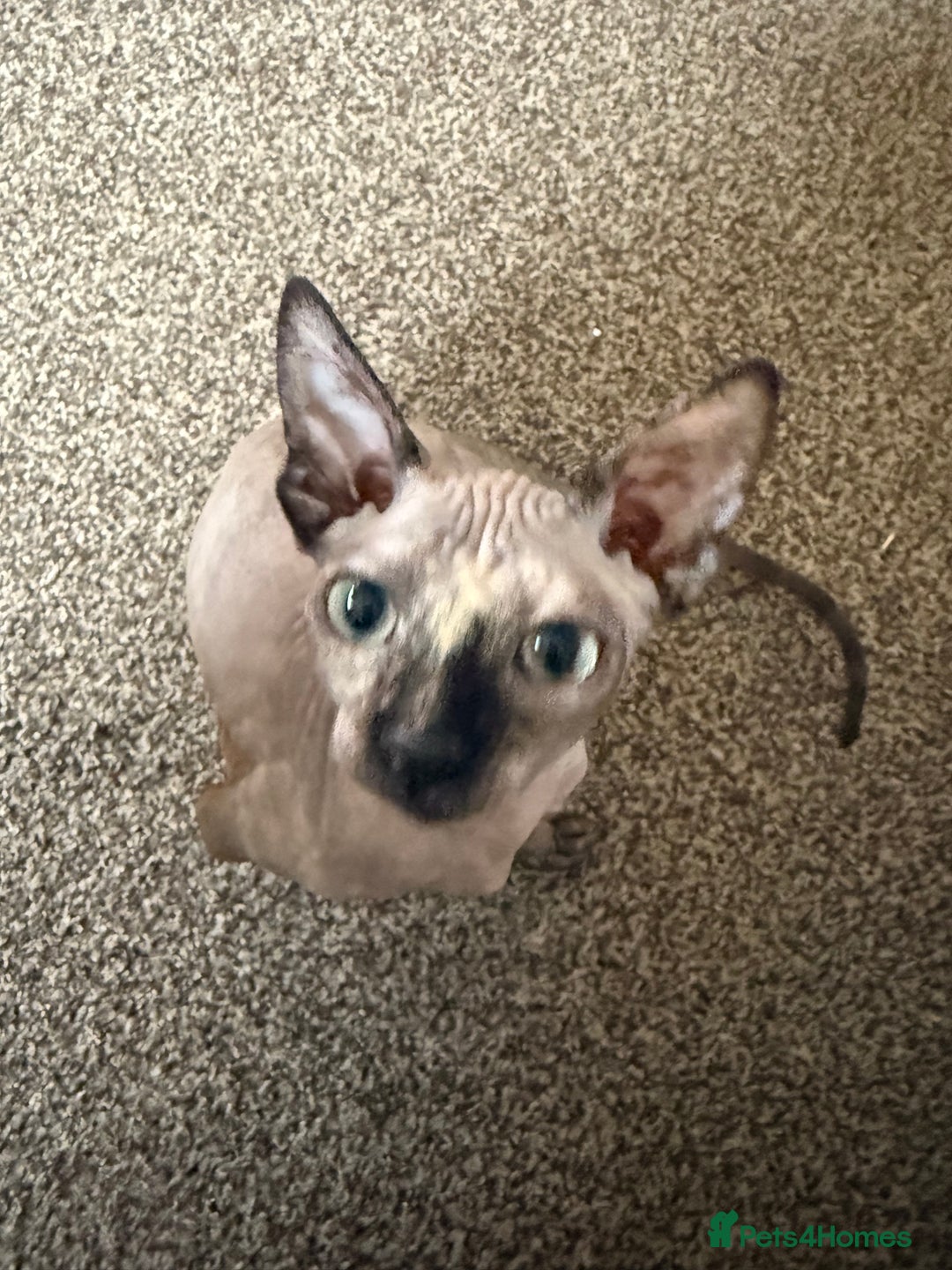 Sphynx cats for sale: Spynx kitten  - Image 1