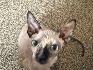 Sphynx cats for sale - Advert 1