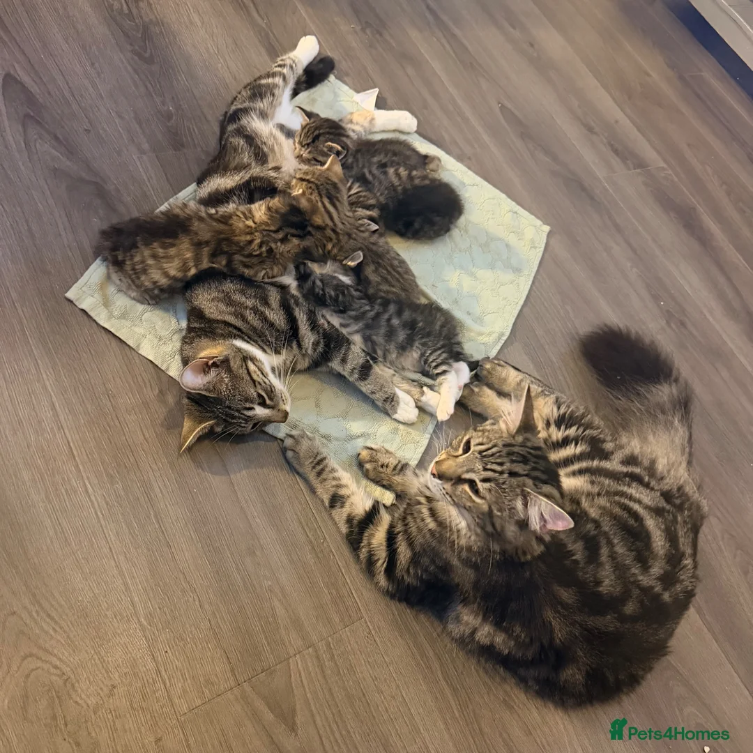 Mixed Breed cats for sale: 5 beautiful kittens for sale 3 girls 2 boys  in London - Advert 1