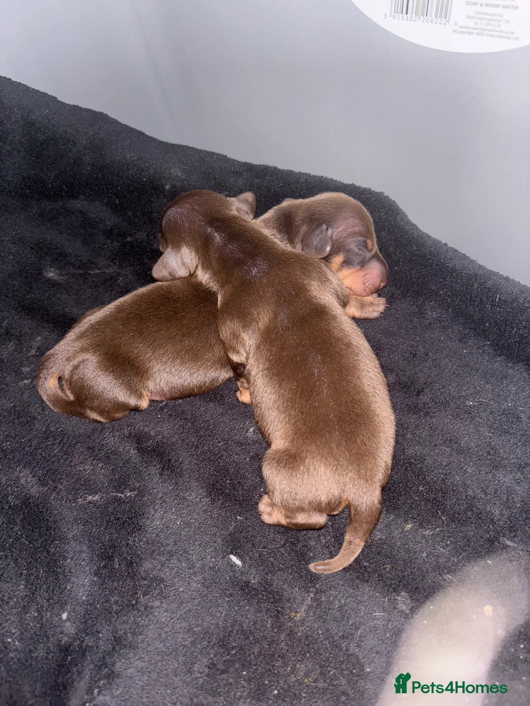 Miniature Dachshund dogs for sale: Miniature dachshund ready in feb  - Advert 6