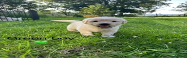 Golden Retriever 5