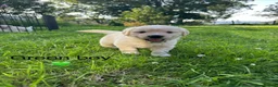 Golden Retriever dogs for sale: KC Registered Golden Retriever puppies in Pencader - Advert 29