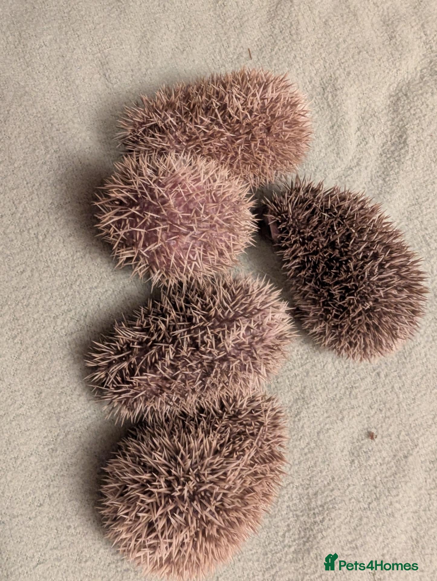 Pygmy Hedgehog rodents for sale: Baby hoglet.  - Advert 17