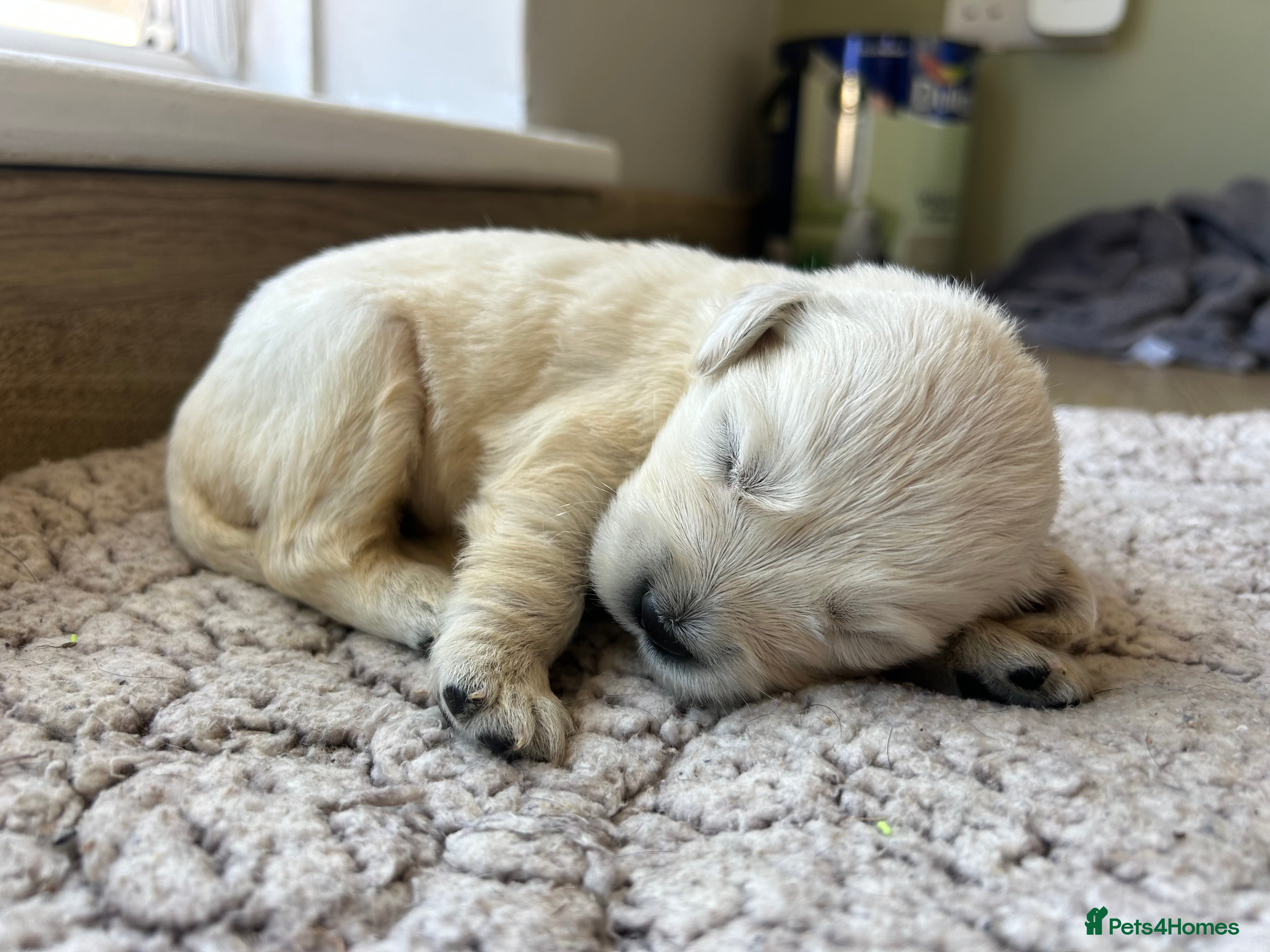 Golden Retriever dogs Gorgeous golden retriever pups - Advert 6