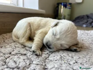 Golden Retriever dogs Gorgeous golden retriever pups - Advert 6