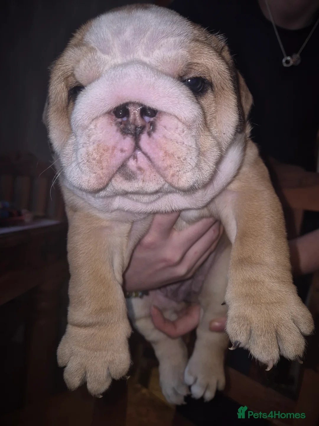 English Bulldog dogs for sale: Beautiful Red and White KC English Bulldog Puppies - Advert 15