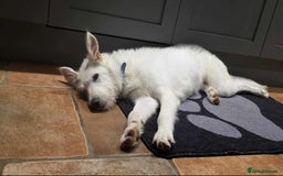 Mixed Breed dogs for adoption:  ARIEL with the bunny rabbit ears  - Image 18