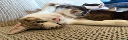 Mixed Breed cats for sale: 2 male kittens  - Advert 1