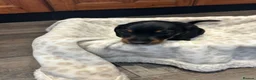 Dachshund dogs for sale: Dachshund puppies - Advert 16