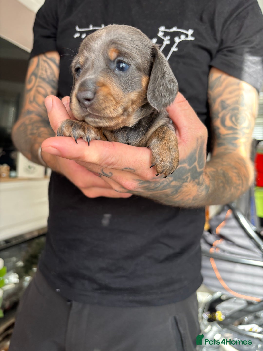 Miniature Dachshund dogs for sale: FOR SALE *Miniature dachshund puppies*  - Image 9