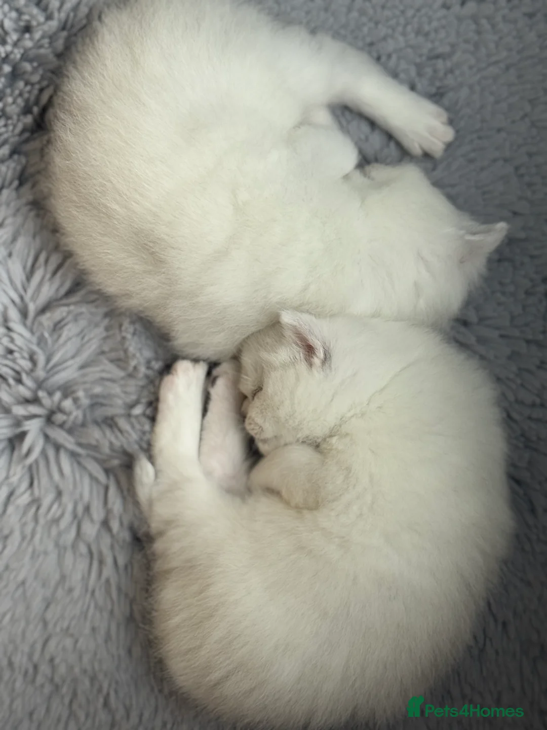 British Shorthair cats for sale: BSH British Shorthair black tipped(silver shaded) - Advert 5