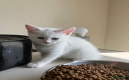 Khao Manee cats for sale: White Scottish fold mix - Image 8