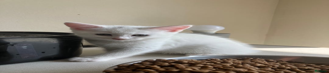 Khao Manee Kitten 2