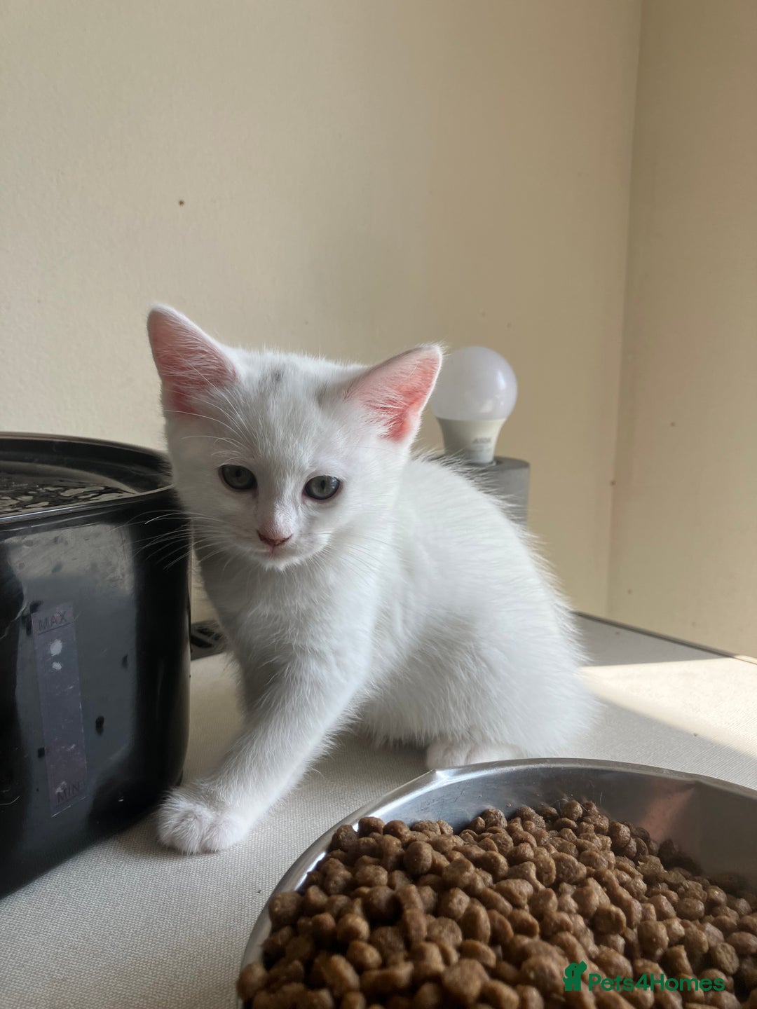 Khao Manee cats for sale: White Scottish fold mix - Image 8