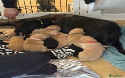 Labradoodle dogs for sale: Ready now!!!  Labrador/ labradoodles - Image 2