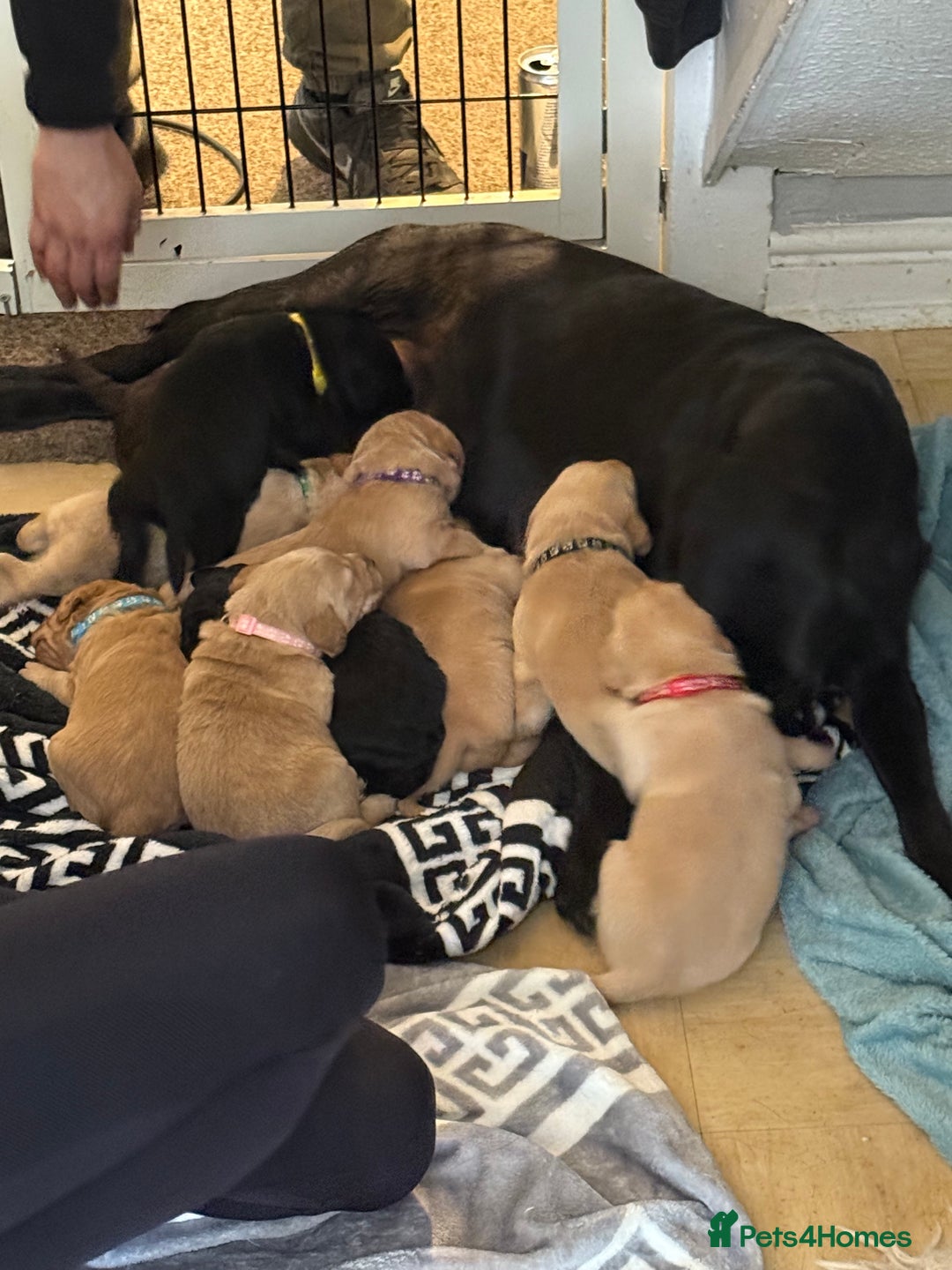 Labradoodle dogs for sale: Ready now!!!  Labrador/ labradoodles - Image 2