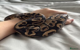 Python Snake reptiles for sale: Young Ball pythons  - Advert 6