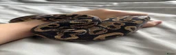 Python Snake reptiles for sale: Young Ball pythons  - Advert 6