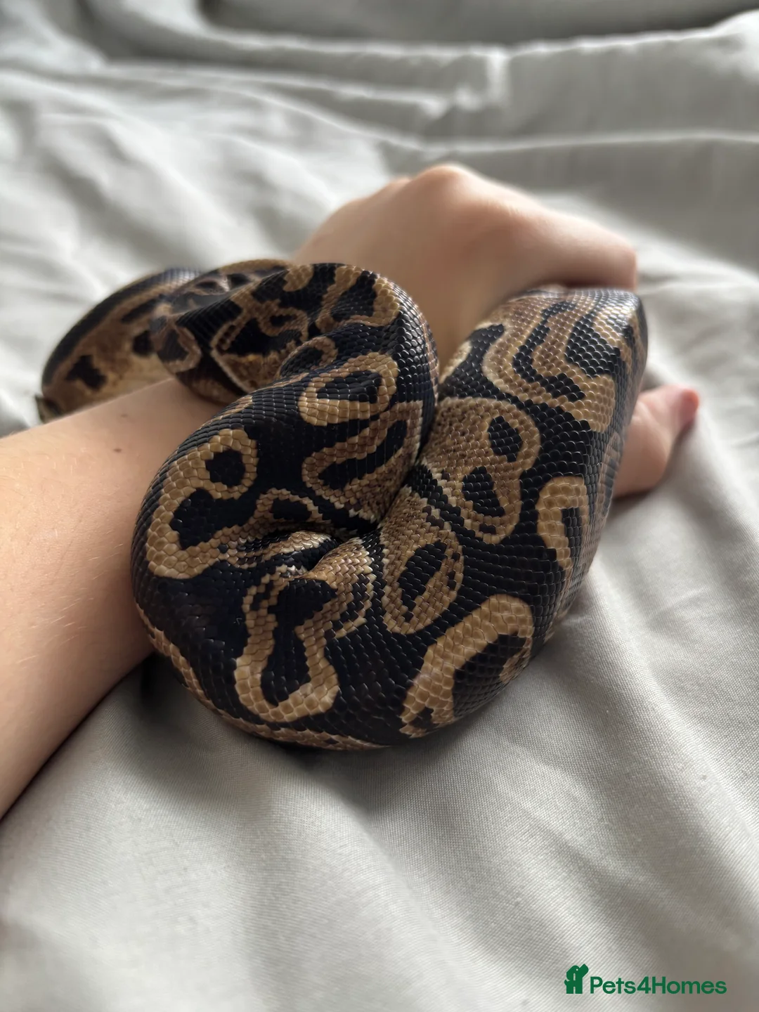 Python Snake reptiles for sale: Young Ball pythons  - Advert 6