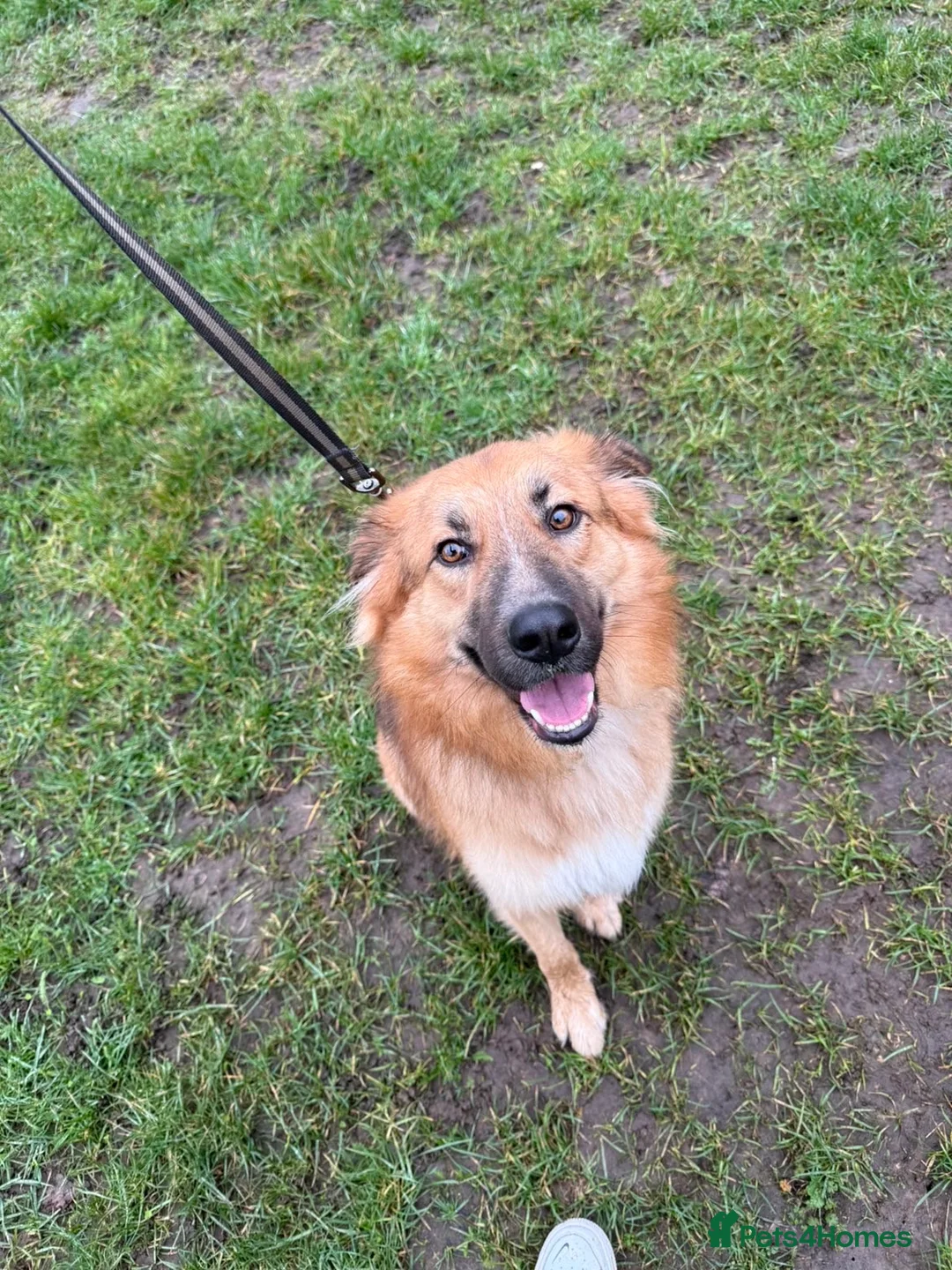 Mixed Breed dogs for sale: German shepherd/border collie in Colchester - Advert 2
