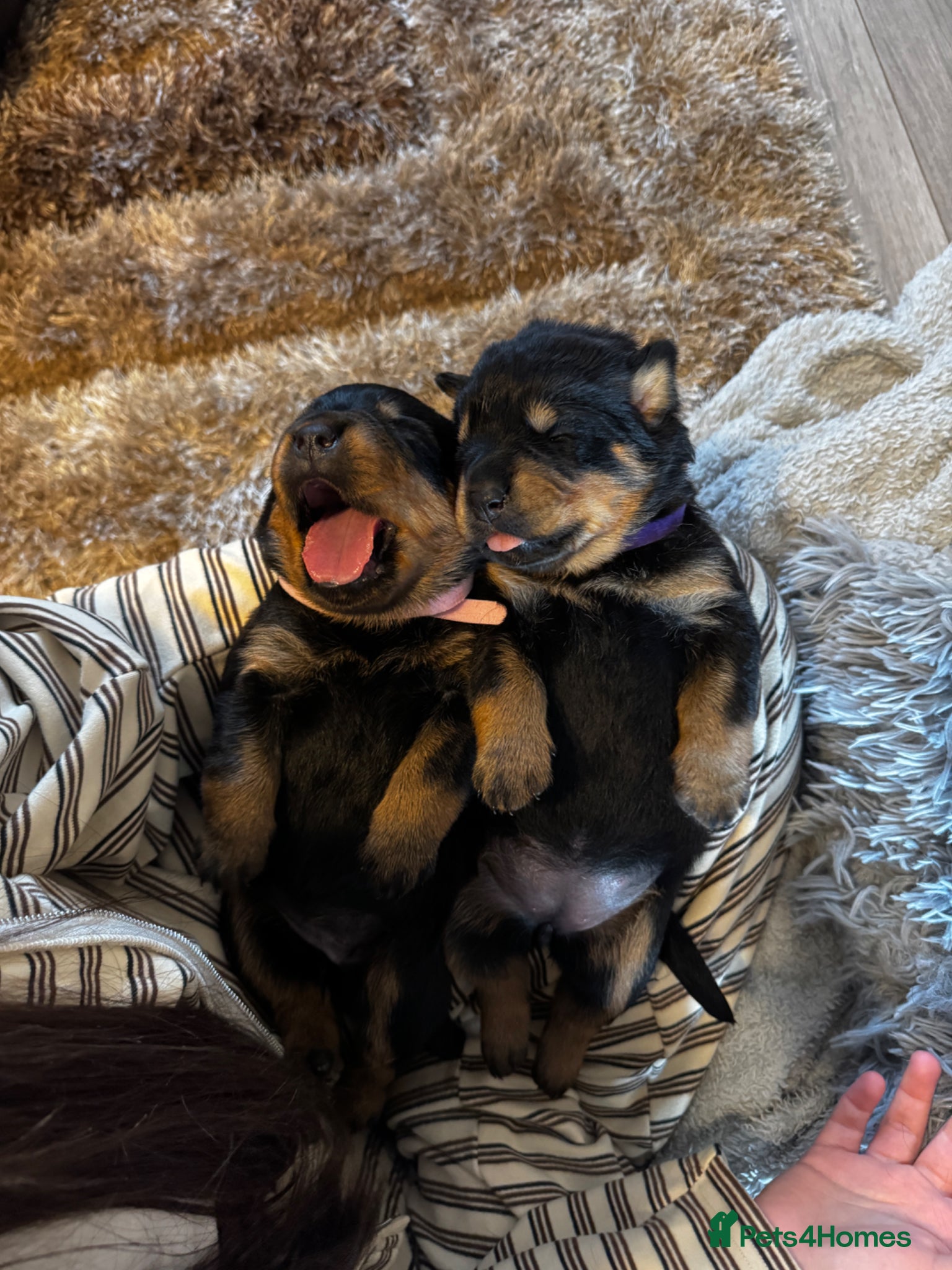 Rottweiler dogs small Beautiful Rottweiler Litter - Advert 1