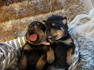 Rottweiler dogs small Beautiful Rottweiler Litter - Advert 1