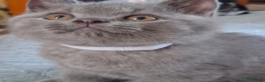 British Shorthair 3