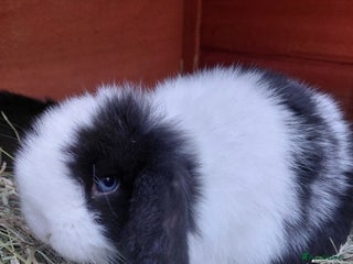 Mini Lop rabbits Mini lop rabbits - Advert 1