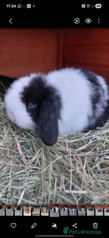 Mini Lop rabbits Mini lop rabbits - Advert 1