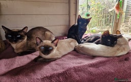 Mixed Breed cats for sale: Bengamese kittens, Bengal/Siamese mix  - Image 1