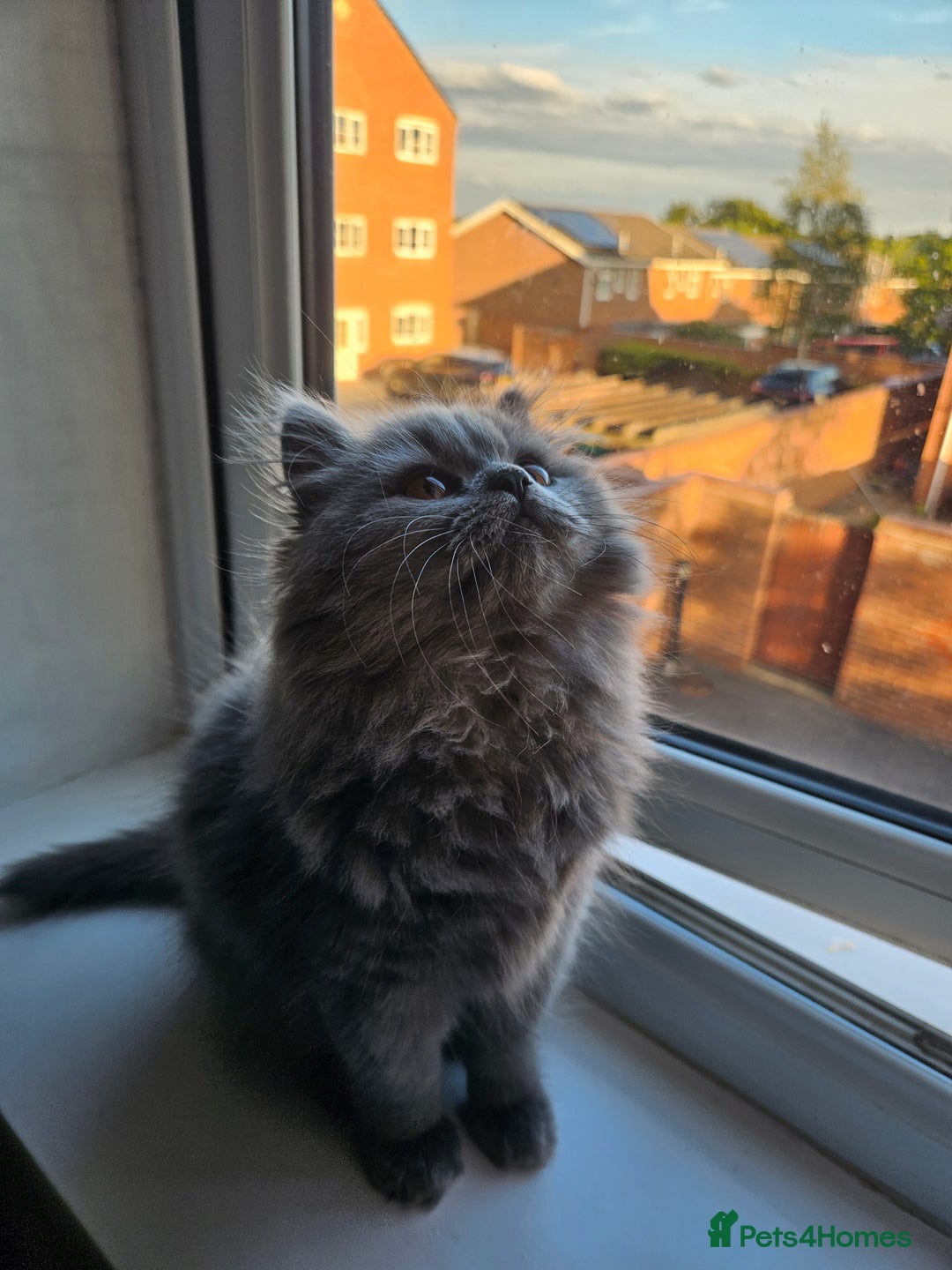 British Longhair cats for sale: Gorgeous GCCF long-haired British girl  - Image 18