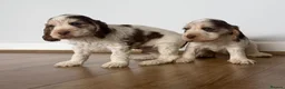 Cocker Spaniel dogs for sale: 🐾 SHOW COCKER SPANIEL PUPPIES FORSALE 🐾  - Advert 9