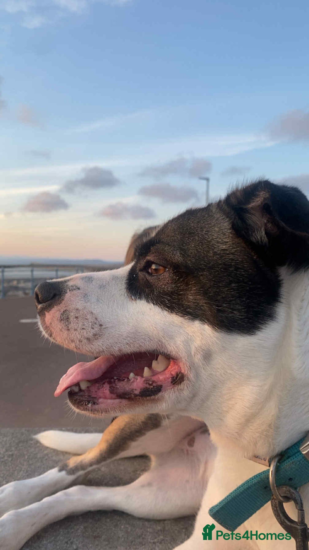 Mixed Breed dogs for sale: Border Collie and Cane corso mixed dog  - Image 1