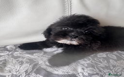 Shihpoo dogs for sale: Shihpoo  - Image 2
