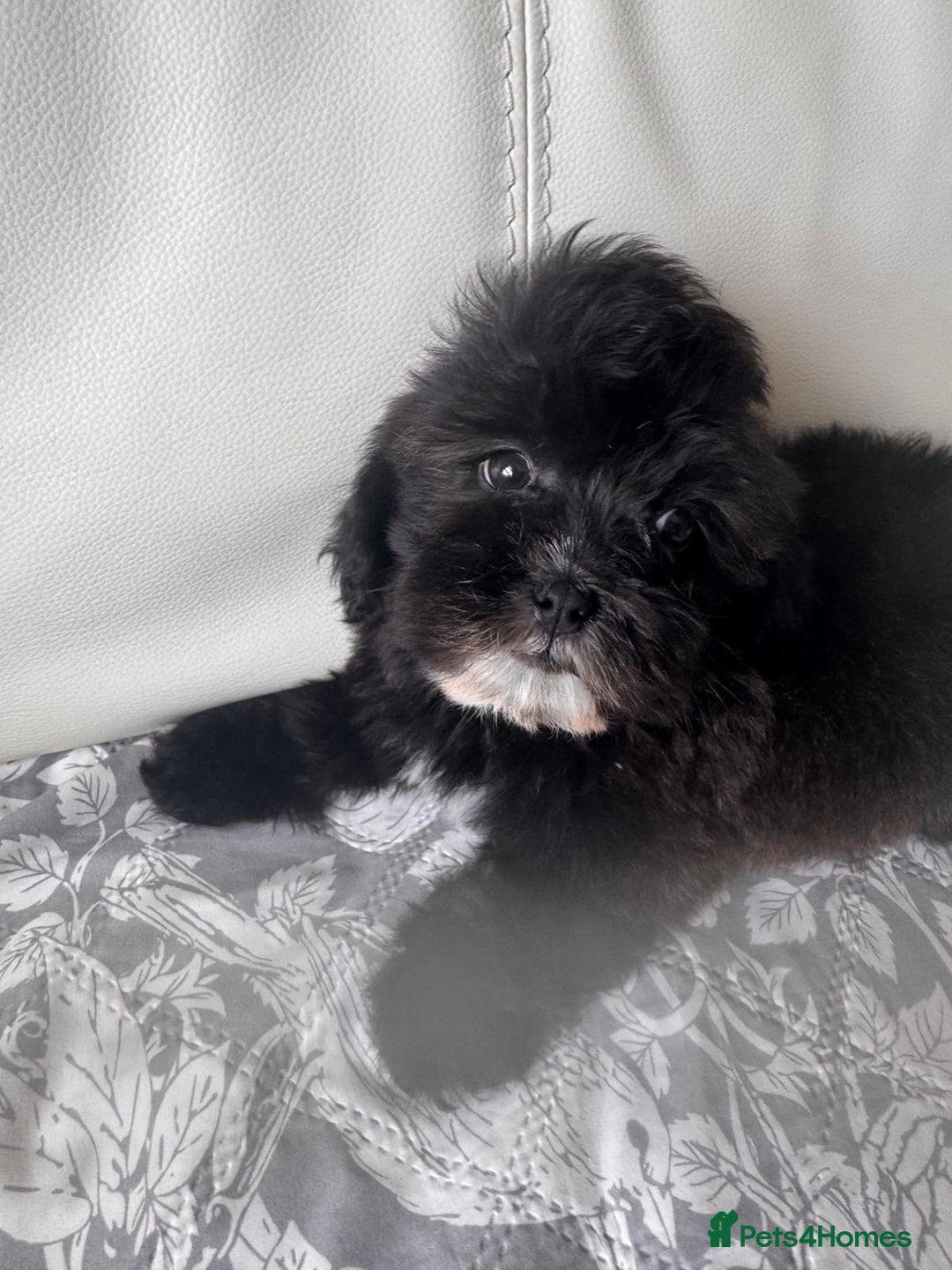 Shihpoo dogs for sale: Shihpoo  - Image 2