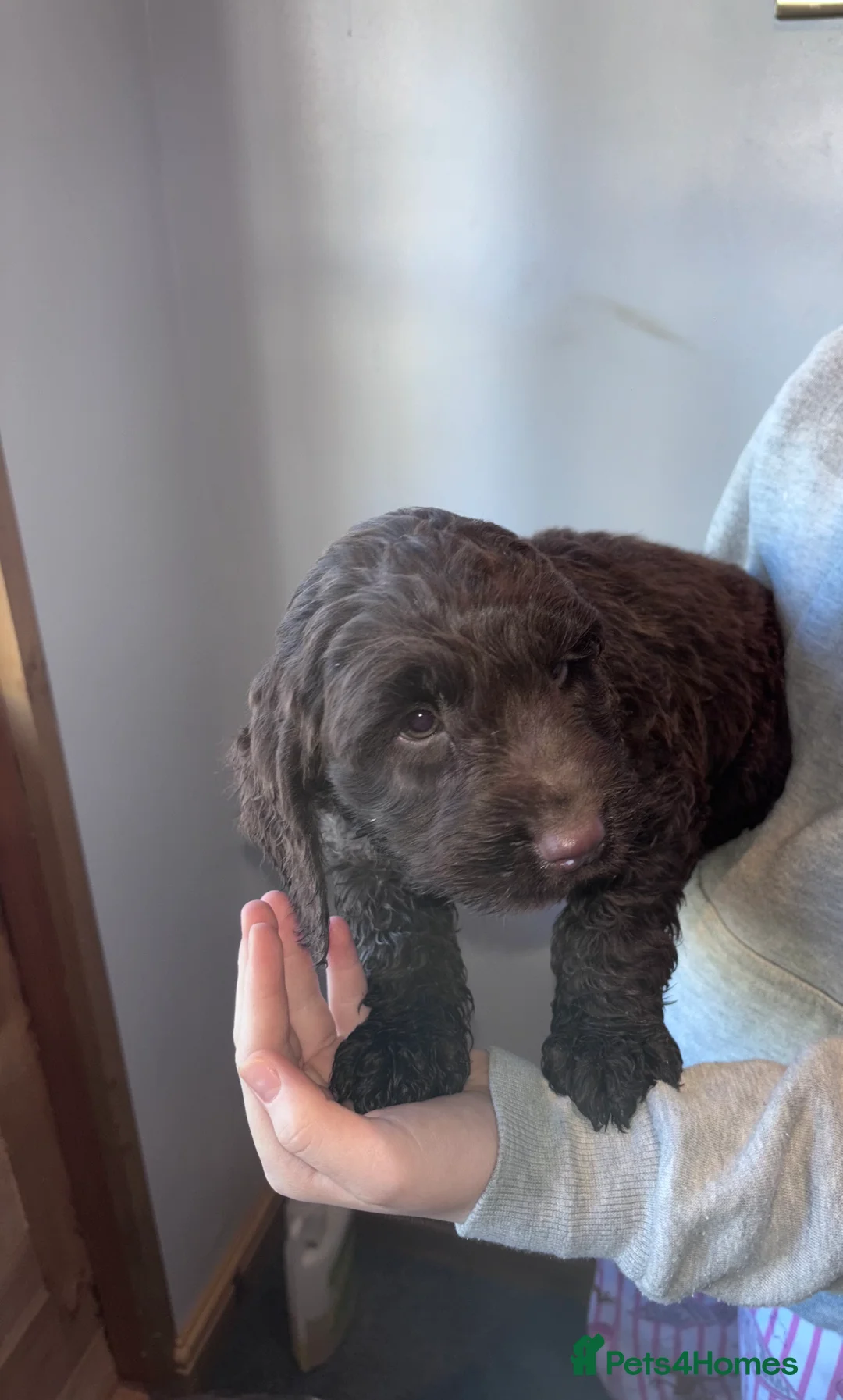 Cockapoo dogs for sale: Beautiful cockapoo pups  - Advert 6