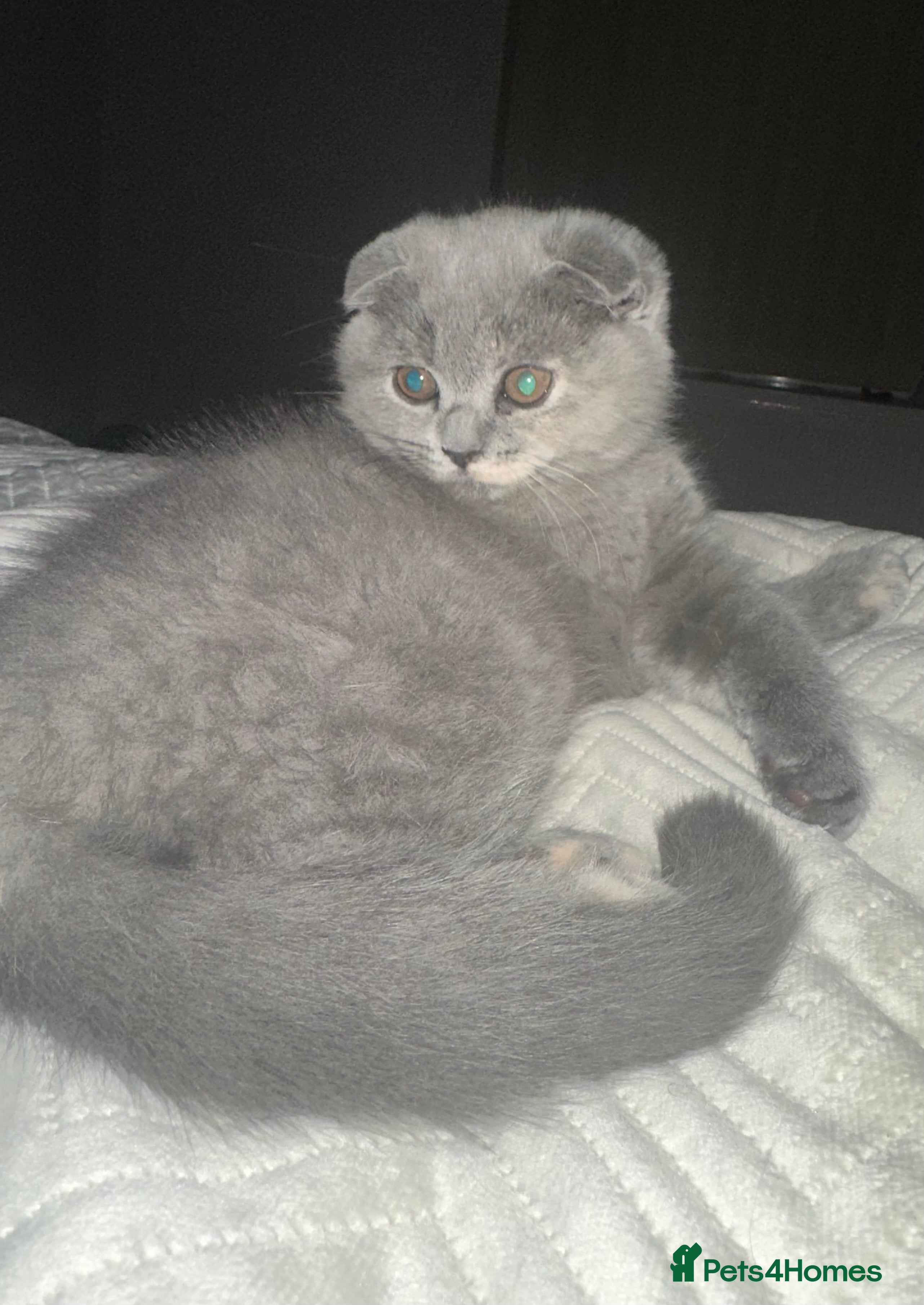 Scottish Fold cats ✨💜 LAST Scottish Fold Girl For Sale 💜✨ - Advert 6