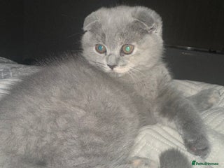 Scottish Fold cats ✨💜 LAST Scottish Fold Girl For Sale 💜✨ - Advert 2