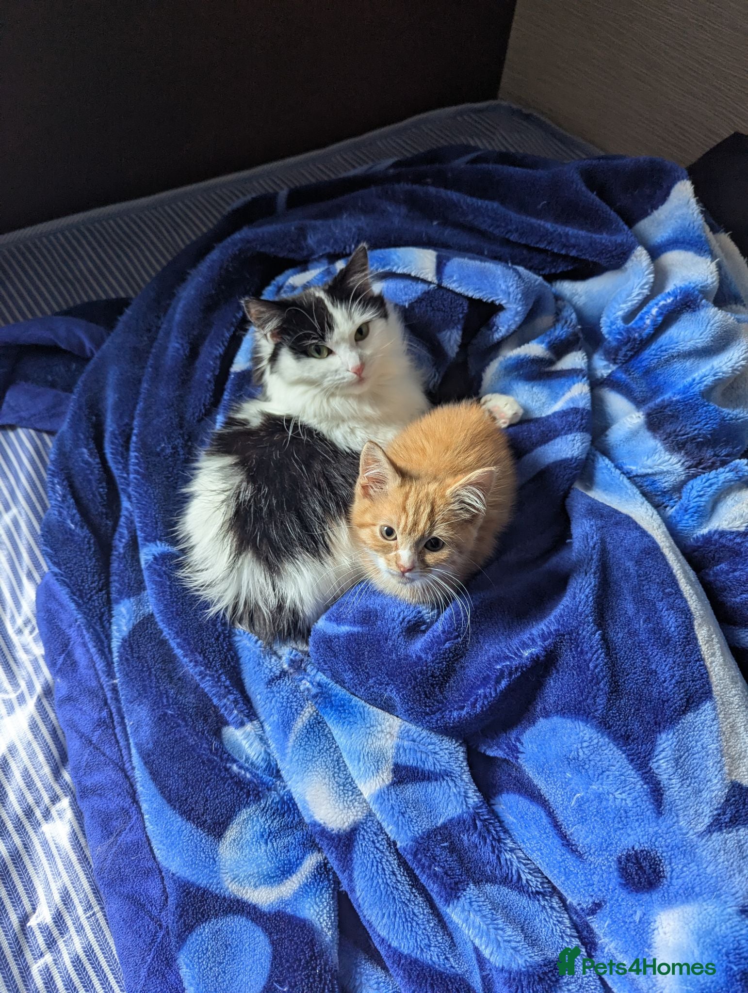 Mixed Breed cats Our ginger looking for a loving home 🏡 - Advert 3