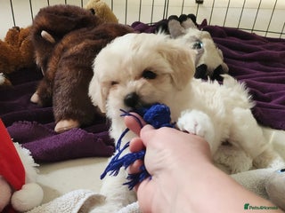 Shih Tzu dogs Ela–Adorable 9-Week-Old Shih Tzu Girl Seeking H - Advert 15