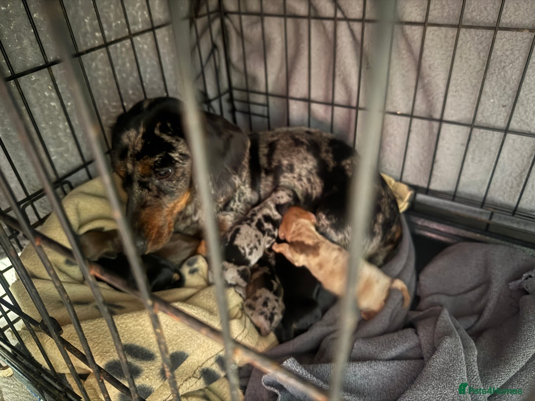 Miniature Dachshund dogs for sale: Miniature dachshund puppies  - Image 11