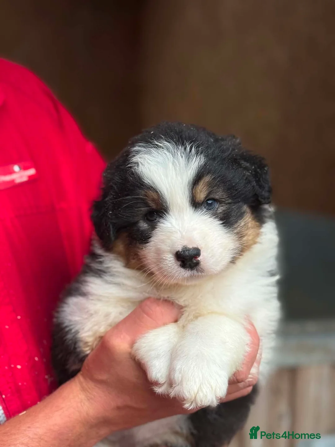 Australian Shepherd dogs for sale: Australian shepherd Black Tri Puppy Female - Advert 26