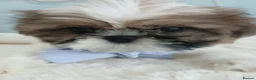 Shih Tzu dogs for sale: Puppie Girls & Boys , forever ready to play&cuddle in Blackburn - Advert 7