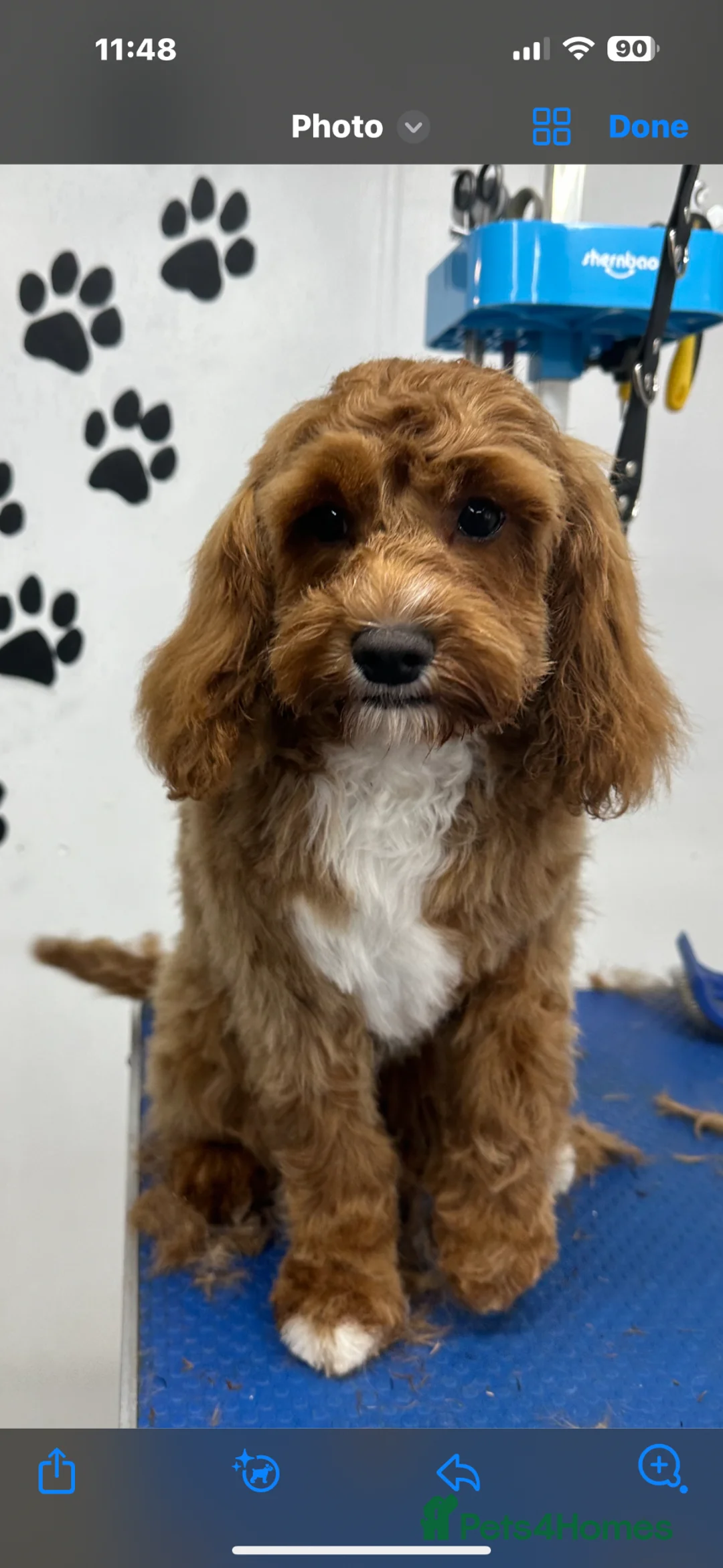 Cavapoo dogs for sale: Cavapoo health tested five ⭐️ licensed breeder - Advert 16