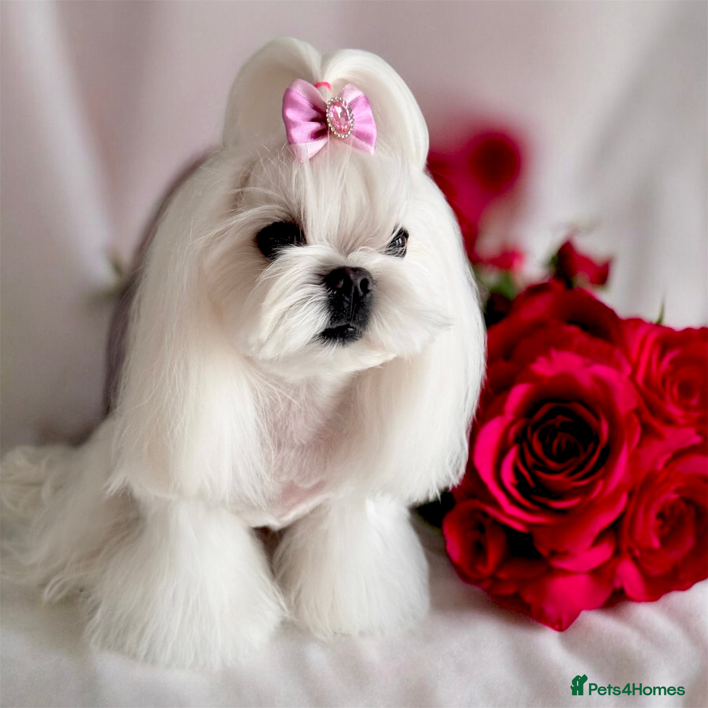 Maltese dogs Ready to Leave Now  Quality Tiny  Maltese  - Advert 5